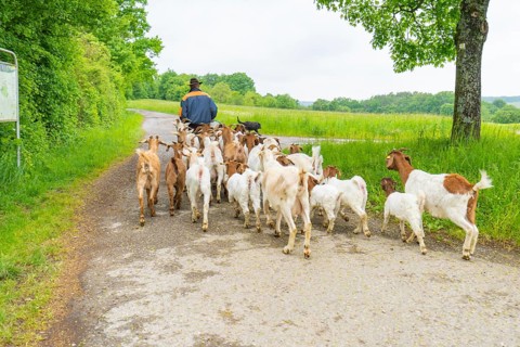 Shepherd leads goats along a quiet country lane through the landscape, Gechingen forest pasture,