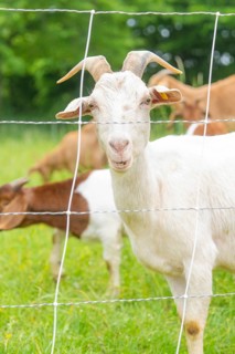 White goat portrait behind a fence on a green pasture, Waldweide Gechingen, compensation project