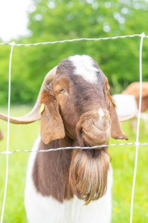 Brown and white goat looks friendly through a wire fence, Gechingen forest pasture, compensation