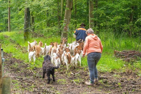 Two people and a dog follow a herd of goats along a forest path, Waldweide Gechingen, compensation