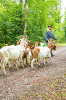 Man leading a group of goats along a forest path in daylight, forest pasture Gechingen,