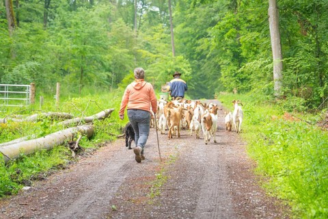 Two people and a dog driving a herd of goats along a forest path, Waldweide Gechingen, compensation