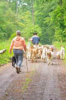 Two people lead a herd of goats through a wooded path, Waldweide Gechingen, compensation project