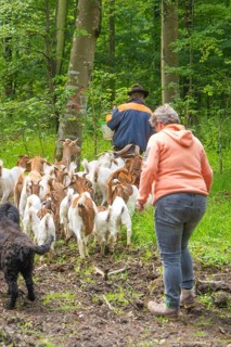 Two people and a dog drive a group of goats through the forest, Waldweide Gechingen, compensation