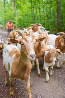 Shepherd leads herd of goats along a forest path, green surroundings, forest pasture Gechingen,