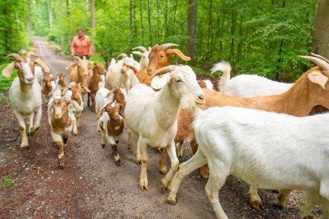 Herd of goats walking with shepherds on a forest path, green surroundings, forest pasture