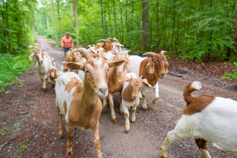 Shepherd leads herd of goats on a forest path, green natural atmosphere, forest pasture Gechingen,