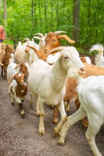 Herd of goats moving along a forest path in a peaceful environment, Waldweide Gechingen,