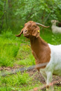 Goat with brown and white fur smiling on a green meadow, Gechingen forest pasture, compensation