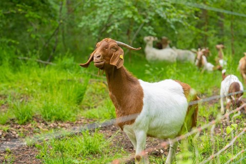 Close-up of a goat on a green meadow, Gechingen forest pasture, compensation project for the