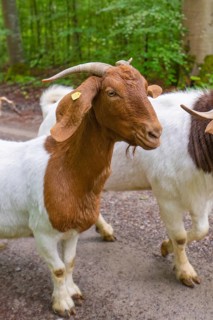 Brown and white goats standing next to each other on a forest path, Gechingen forest pasture,