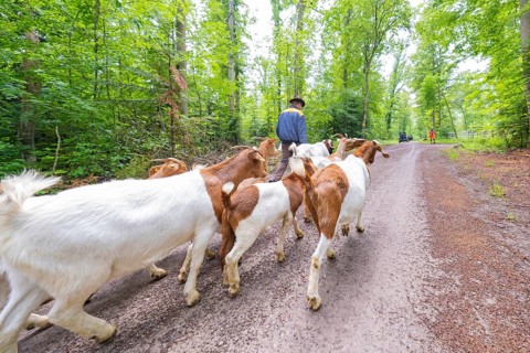 Herd of goats being led along a forest path by a person in daylight, Gechingen forest pasture,