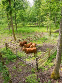 Herd of cattle in a fenced area within a forest, forest pasture Gechingen, compensation project for