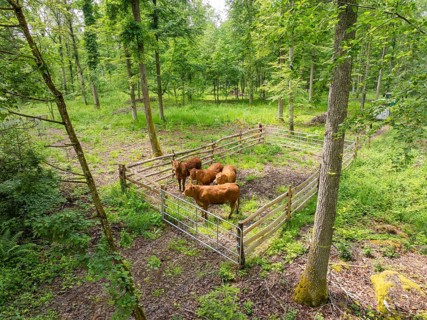 Cows in a fence in a green forest area, forest pasture Gechingen, compensation project for the