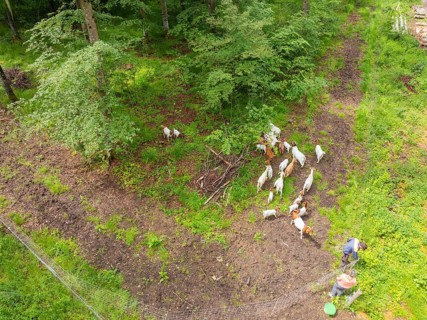 People feeding a herd of goats in the forest, Gechingen forest pasture, compensation project for