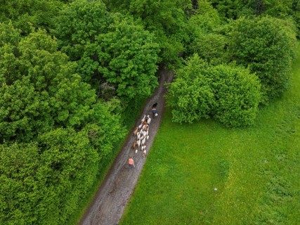 Aerial view of a flock of sheep on a forest path surrounded by dense greenery, Gechingen forest