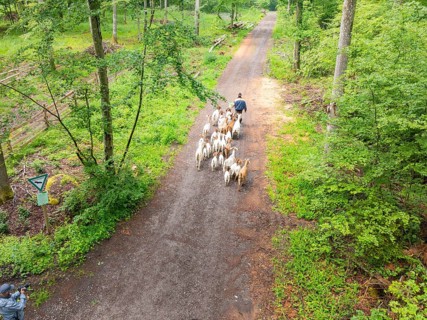 A person drives a herd of goats along a forest path, forest pasture Gechingen, compensation project