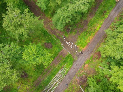 Aerial view of a flock of sheep on a forest path next to rows of trees and dense greenery,