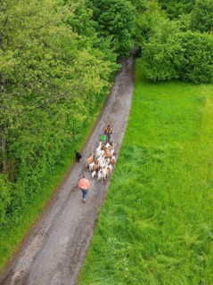 Herd of goats is led by two people through a green forest path, Waldweide Gechingen, compensation