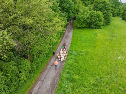 Aerial view of a person leading a herd of goats along a forest path, Waldweide Gechingen,