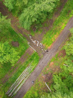 Aerial view of a flock of sheep on a forest path next to lying tree trunks, Gechingen forest