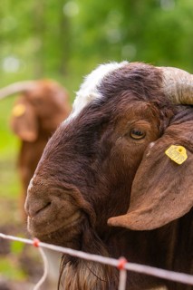 Close-up of a brown goat's head with ear tag in front of a fence, Gechingen forest pasture,