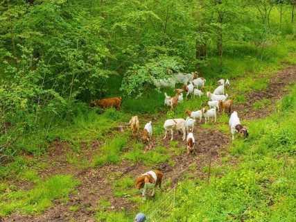 Herd of goats grazing along a forest path, Gechingen forest pasture, compensation project for the