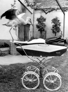 Stork on pram, 1930s, A stork stands on a pram in a garden and spreads its wings, historical photo