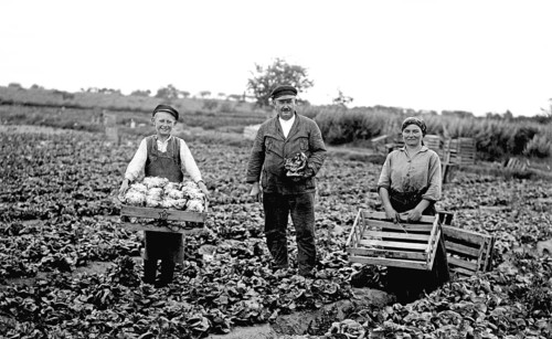 Harvest, ca. 1910, Farmers harvesting in a field, Black and white photo with rural and historical