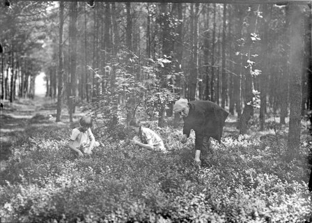 Father and children picking berries in the forest, 1920s, Two children and a woman collecting