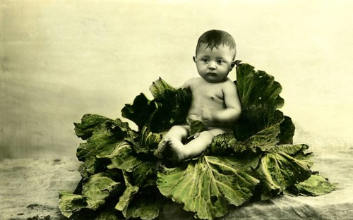 Baby in cabbage leaves, 1930s, A baby sits in the middle of large cabbage leaves on a neutral