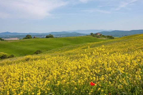Rape field in bloom in a hilly landscape under a blue sky, Tuscany, Italy