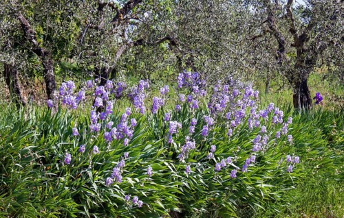 Purple iris flowers bloom profusely in front of gnarled olive trees in a natural setting, Tuscany,