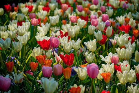 A colourful mix of tulips in different colours. The garden shines in full splendour in the spring