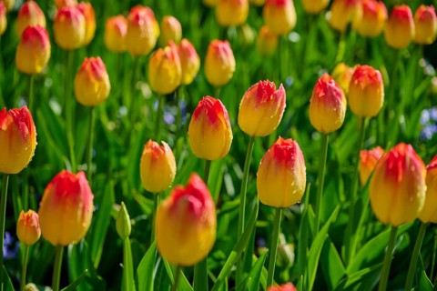 Yellow tulips with red tips bloom vividly in a meadow, Keukenhof, Lisse, province of South Holland,