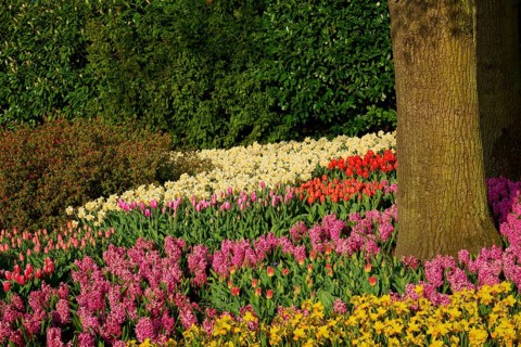 A diverse flower bed with tulips, hyacinths and daffodils under trees, Keukenhof, Lisse, province