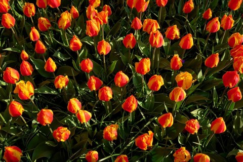 Densely planted orange tulips in a lively spring garden, Keukenhof, Lisse, province of South