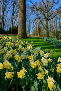 A park full of yellow daffodils, flanked by tall trees, Keukenhof, Lisse, province of South