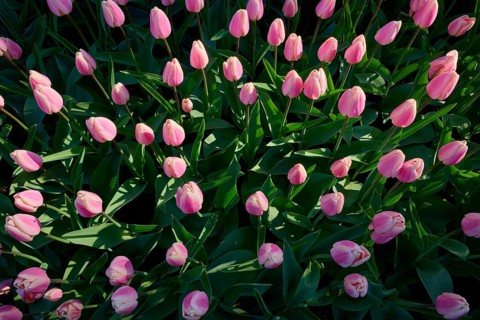 A dense bed of pink tulips with lush green leaves, Keukenhof, Lisse, province of South Holland,