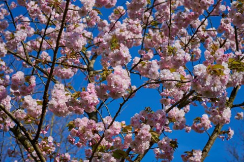 Delicate pink cherry blossoms on a tree against a bright blue sky. A sign of spring, Keukenhof,
