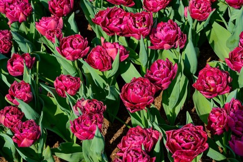 Close-up of pink tulips in full bloom. The intense colours stand out against the green foliage,