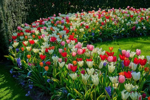 A curved flowerbed with colourful tulips in a well-tended park. The variety of colours attracts the