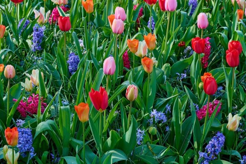 A bed of colourful tulips and hyacinths in full spring splendour. Different colours and flower