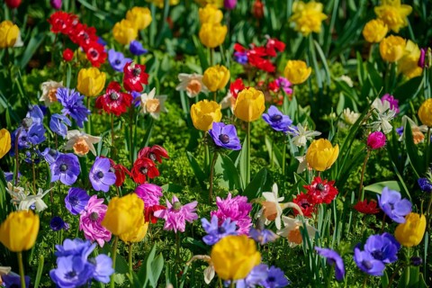 A colourful flowerbed with yellow, red and purple flower-bed, Keukenhof, Lisse, province of South