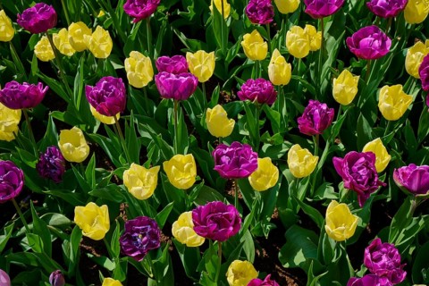 A colourful carpet of purple and yellow tulips blooming together, Keukenhof, Lisse, province of
