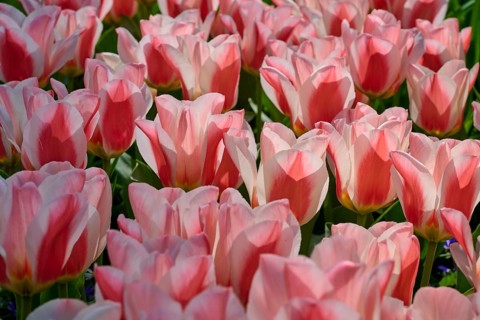 Pink tulips blooming profusely in a sunny garden, Keukenhof, Lisse, province of South Holland,