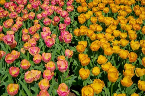 A cheerful pattern of yellow and pink to orange tulips, Keukenhof, Lisse, province of South