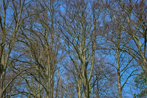 Bare treetops against a blue sky, Keukenhof, Lisse, province of South Holland, Netherlands
