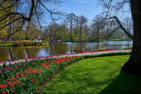 A lake surrounded by blooming tulips and trees in the park. The landscape is peaceful and
