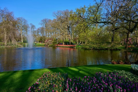 An idyllic park with a pond surrounded by flowers and trees, Keukenhof, Lisse, province of South